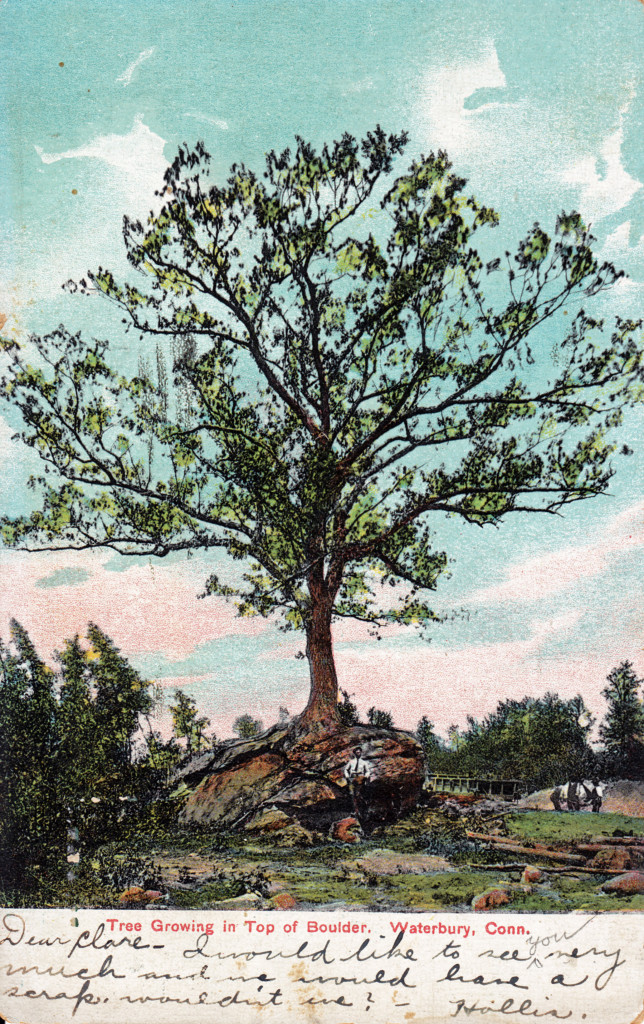 Tree Growing From Boulder, Waterbury