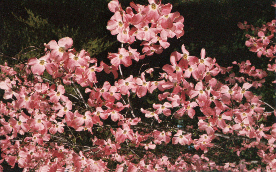 Dogwood Blossoms, Fairfield