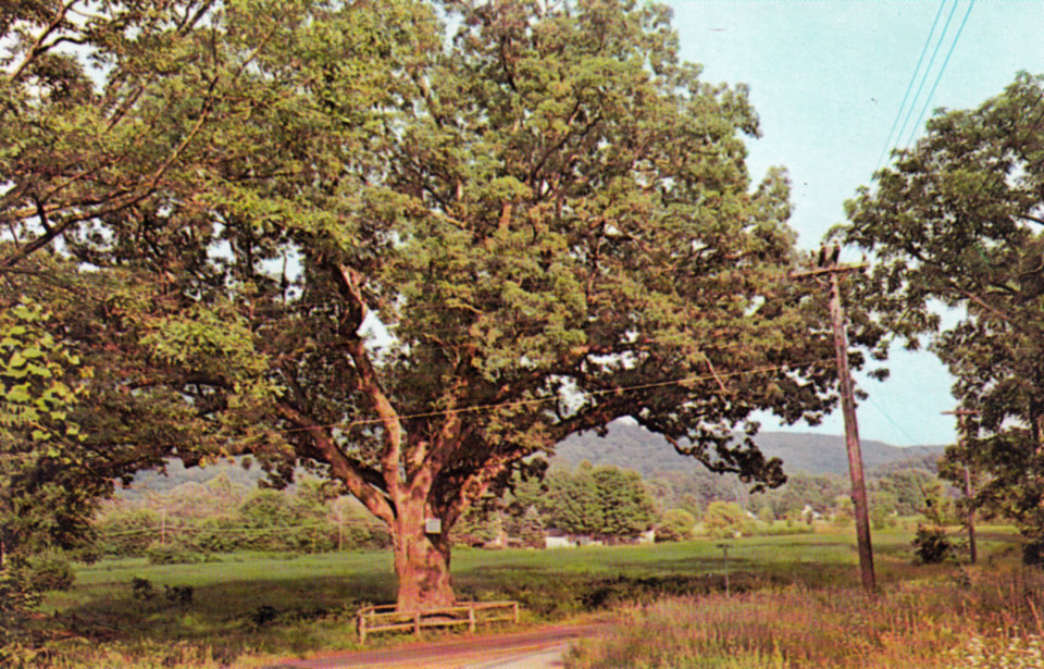 Washington Oak, Gaylordsville