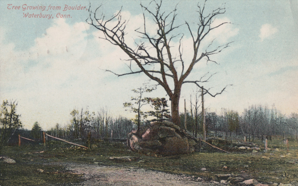 Tree Growing From Boulder, Waterbury